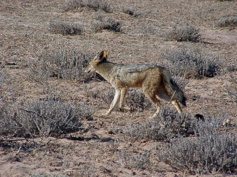 Kgalagadi (1)