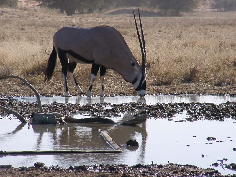 Kgalagadi (4)