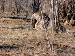 Botswana - Chobe National Park