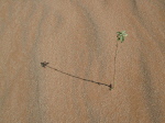Namibia