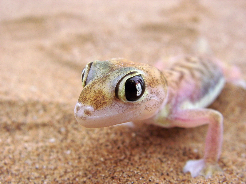 Namibia, Palmatogecko