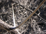 Namibia, Kameldorn