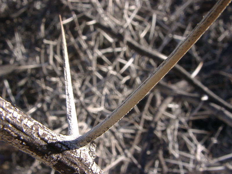 Namibia, Kameldorn